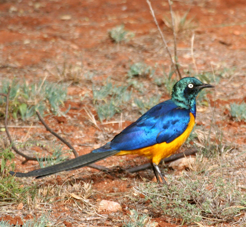 and the flamboyant Golden-breasted Starling.